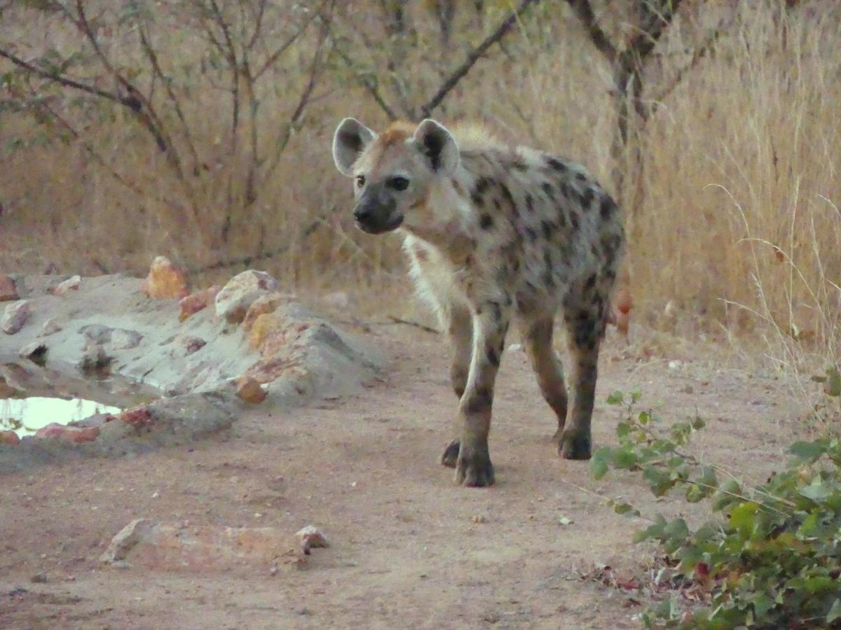 Bushvilla Umoja Kruger Phalaborwa Kültér fotó