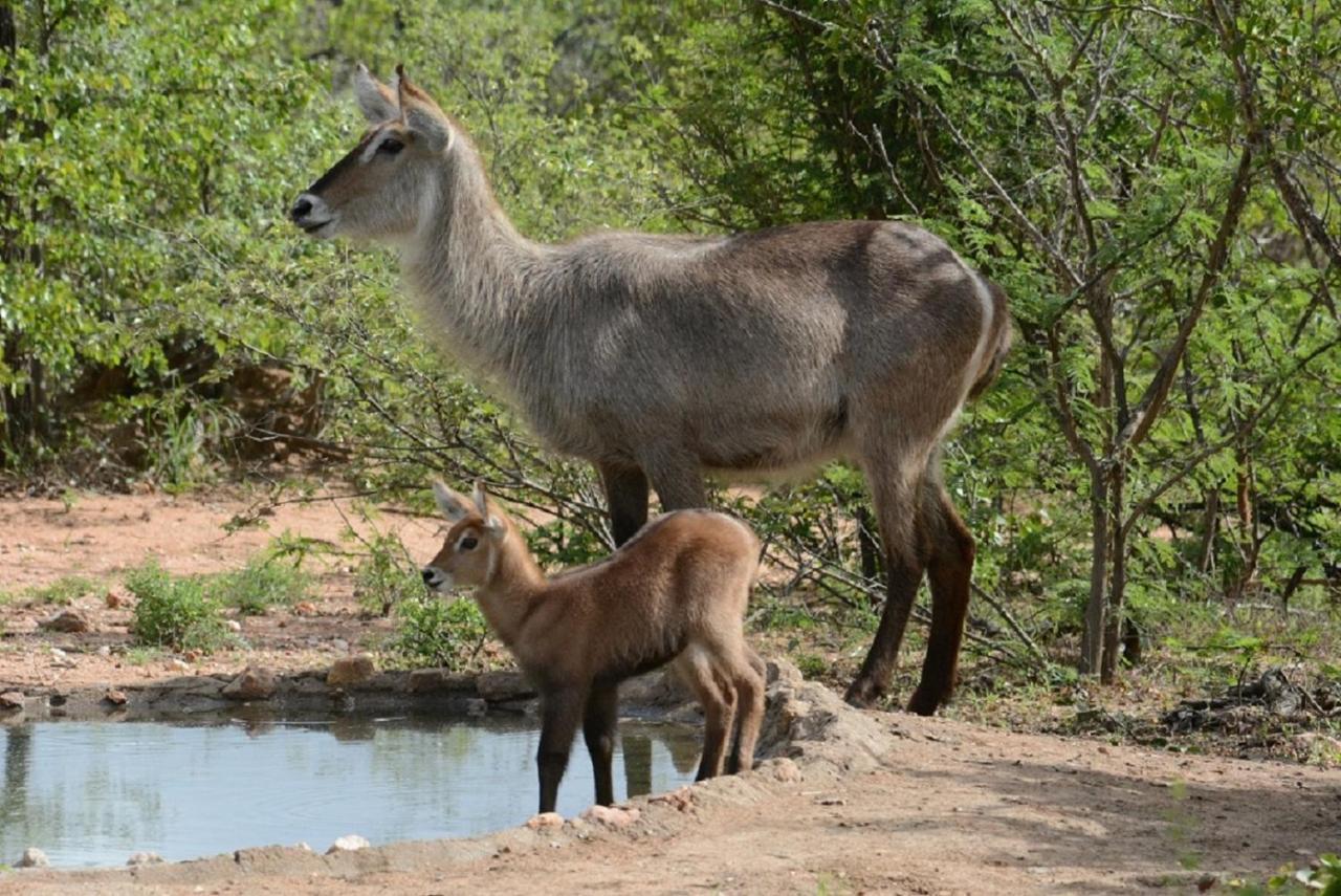 Bushvilla Umoja Kruger Phalaborwa Kültér fotó