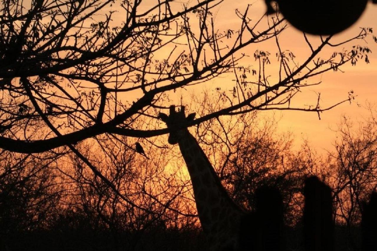 Bushvilla Umoja Kruger Phalaborwa Kültér fotó