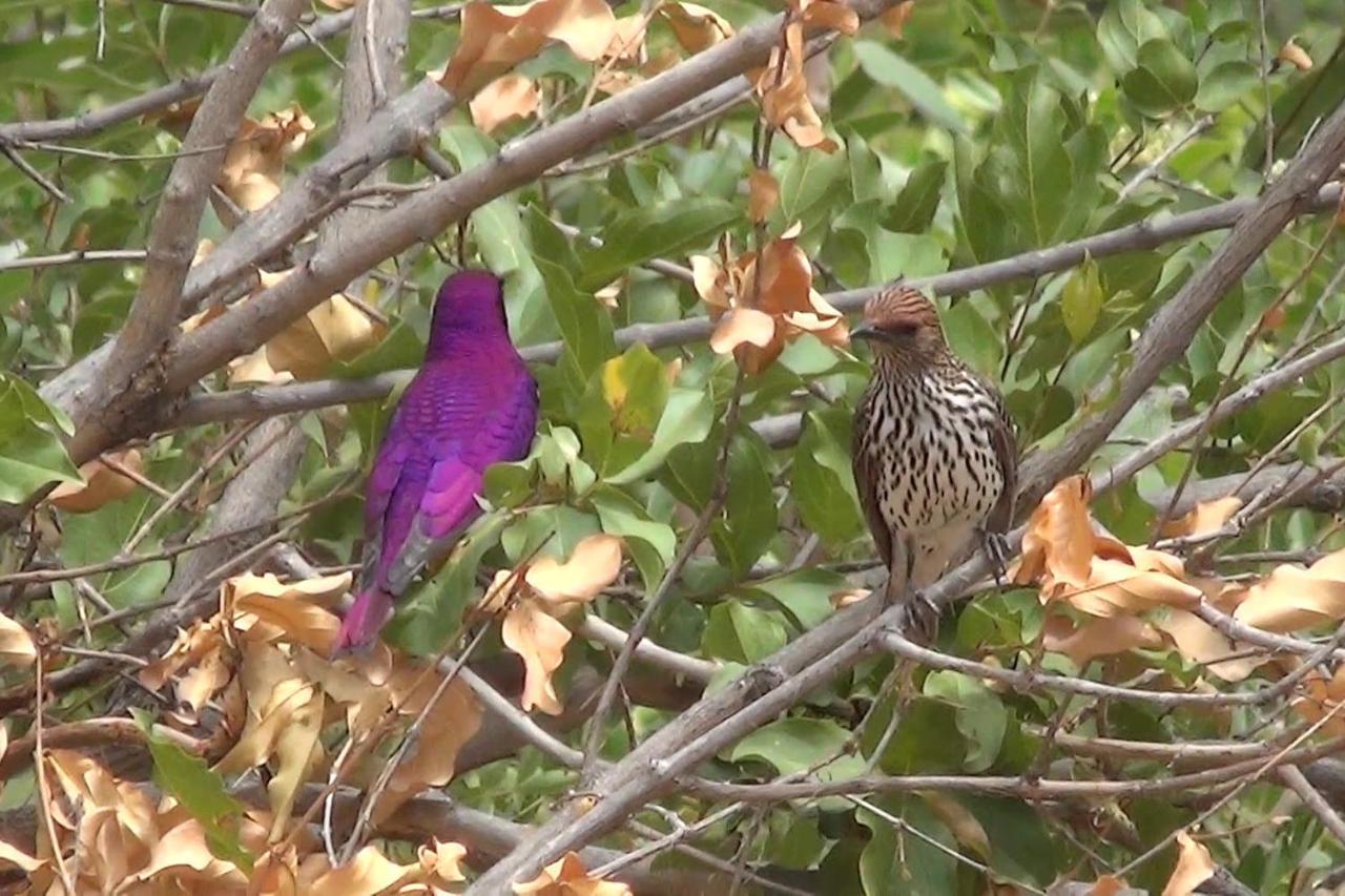 Bushvilla Umoja Kruger Phalaborwa Kültér fotó