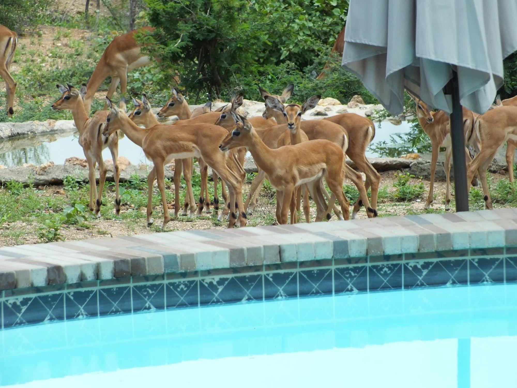 Bushvilla Umoja Kruger Phalaborwa Kültér fotó