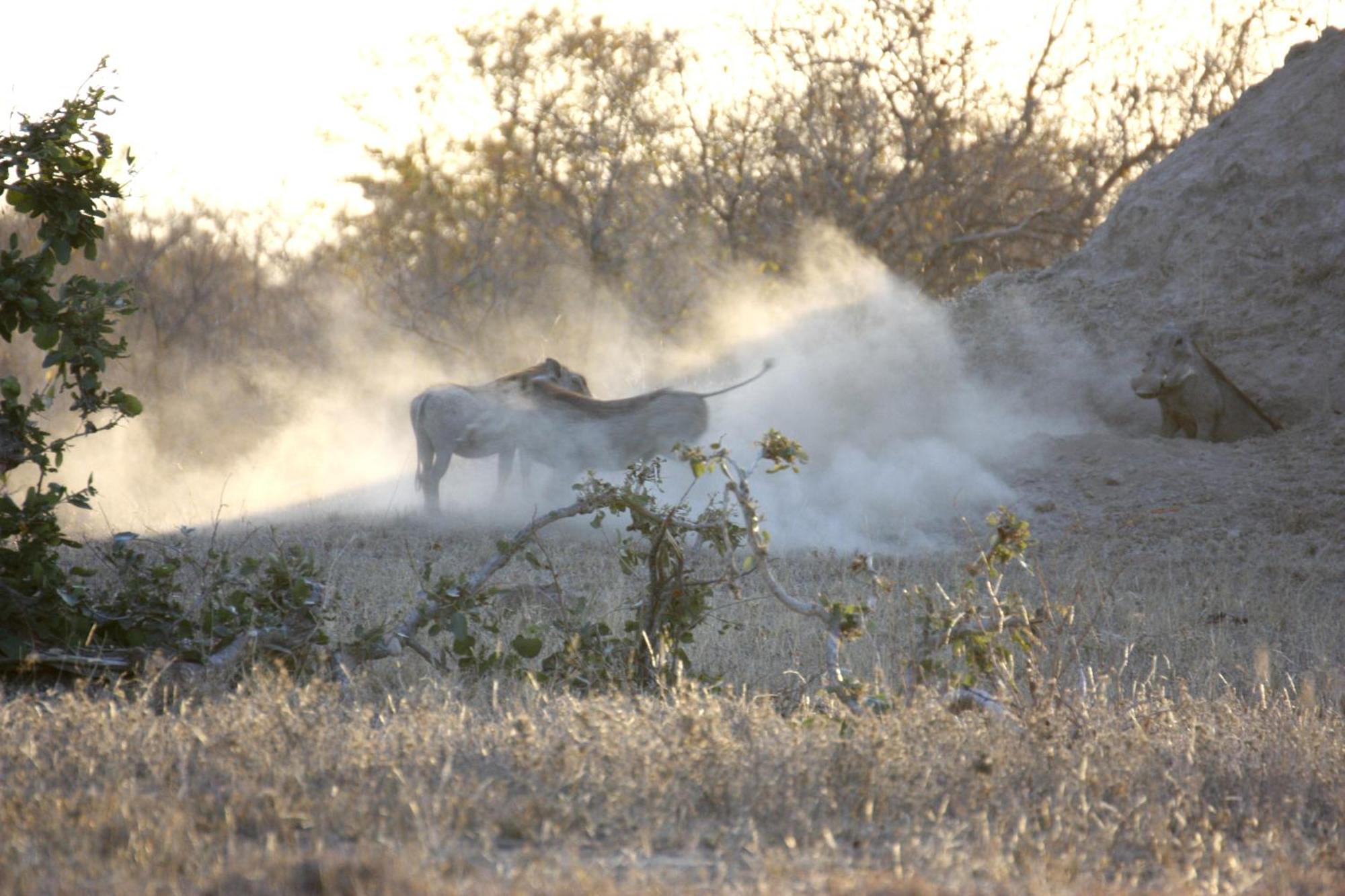 Bushvilla Umoja Kruger Phalaborwa Kültér fotó