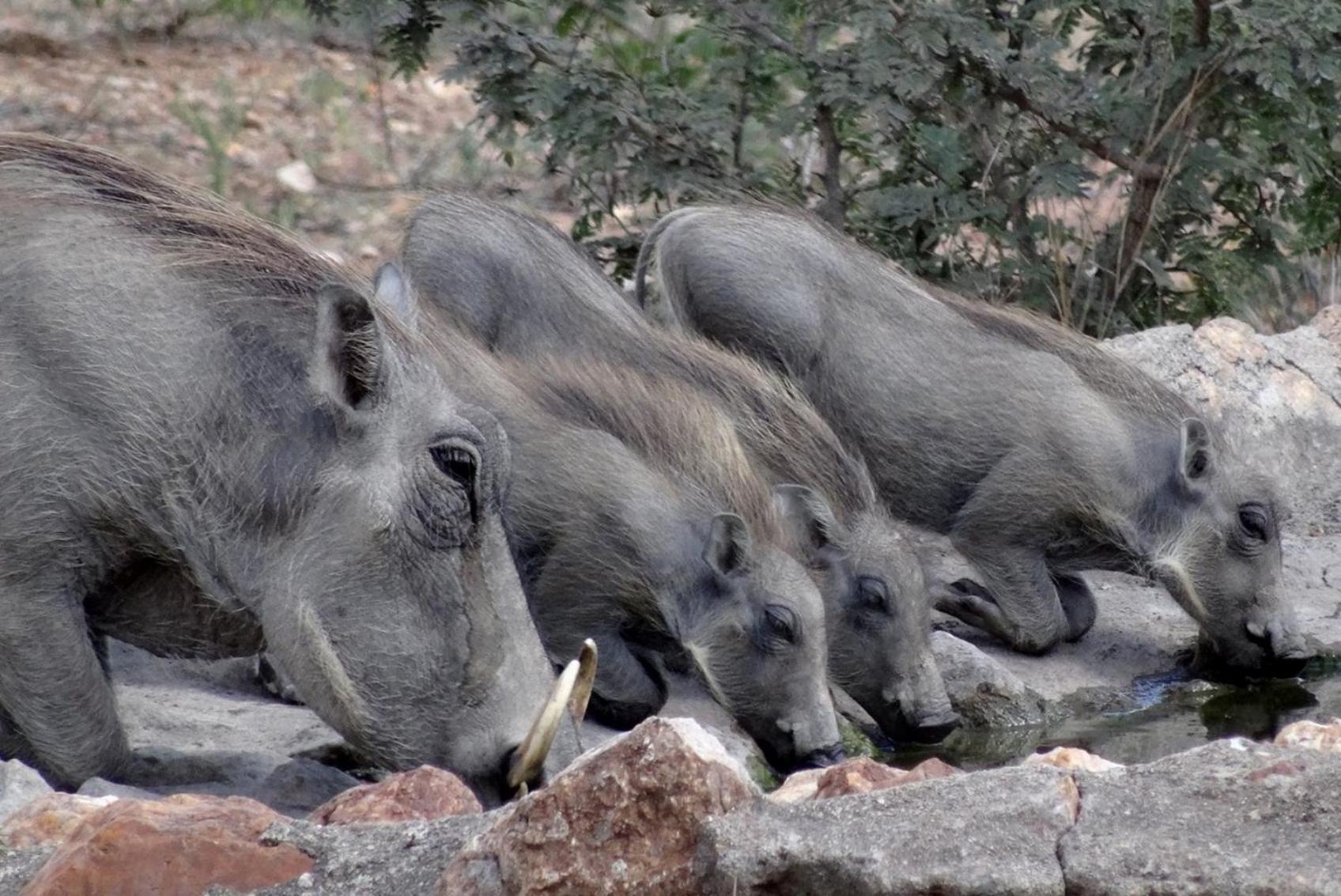Bushvilla Umoja Kruger Phalaborwa Kültér fotó