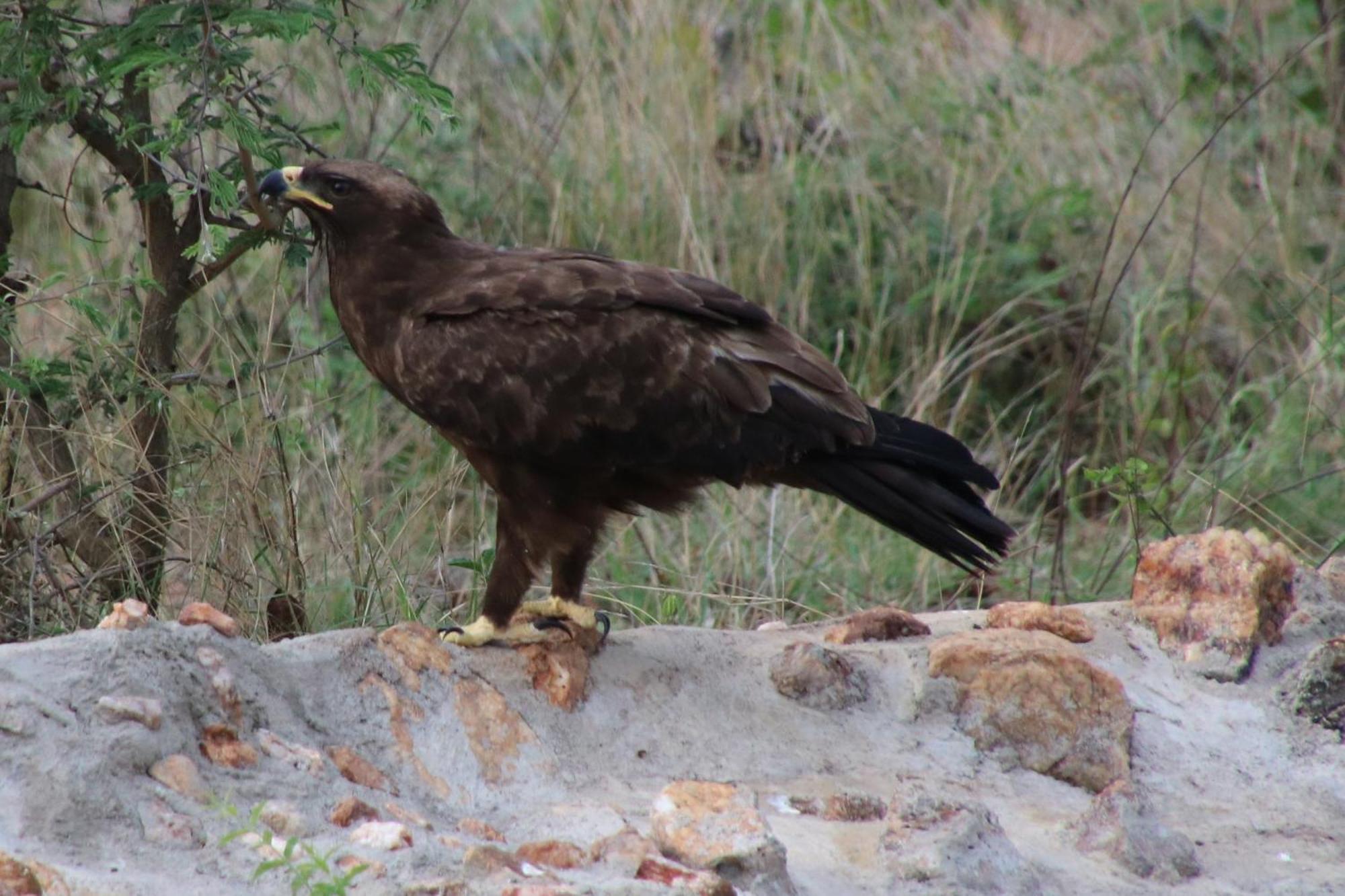 Bushvilla Umoja Kruger Phalaborwa Kültér fotó